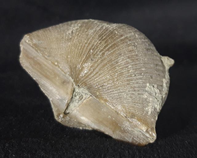 Cyrtospirifer rudkinensis (LJASCHENKO 1959) - Bild &copy; FossNet FossilienStore